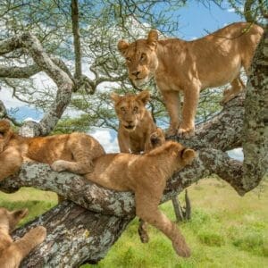 Lions Sud Africa