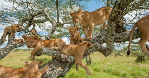 Lions Sud Africa