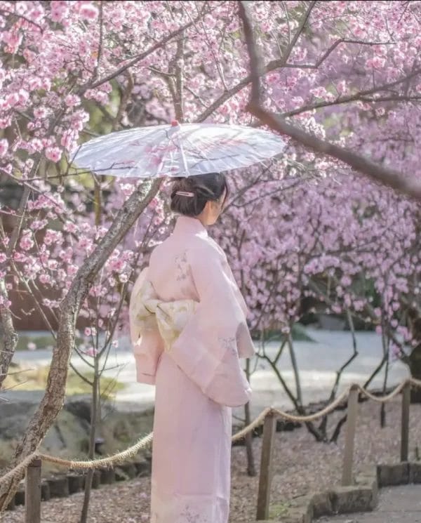 Cherry blossoms and Kimono