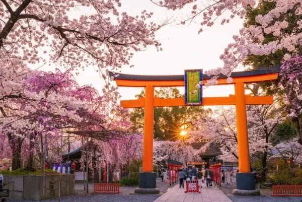 Cherry blossoms in Japan