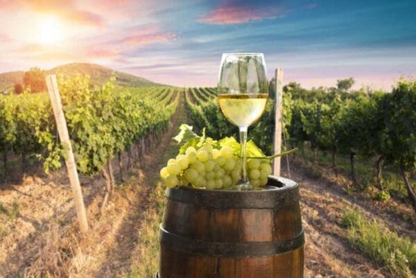 Italian grapes and wine in Italy tour