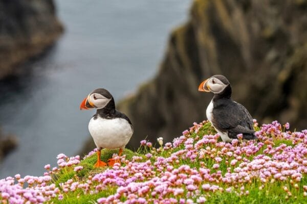 Puffins