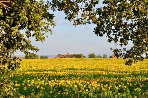 Sunflowers