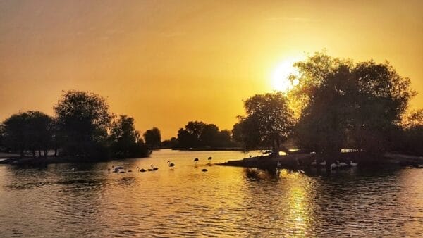 Flamingos lake in UAE